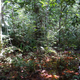 Los bosques de la Cuenca del Congo en los que se ha descubierto el yacimiento. Foto: Simon Lewis